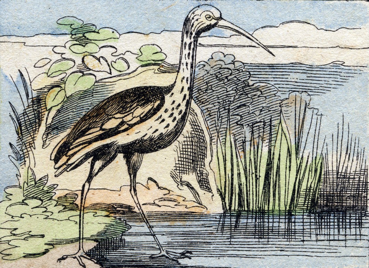 Kudrnatá . Rytina "Buffon Alphabet des Oiseaux n 2". 3. série N 2. Zobrazování Epinalu, Epinal, konec 19. století. 16 stran. Rozměr: 28 x 21 cm od French School