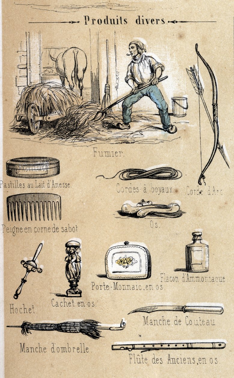 Rytina osla a jeho produktů z roku 1860 v synoptickém obraze „“The Instructive Recreations““ od Julese DELBRUCKA. Soukromá sbírka. od French School