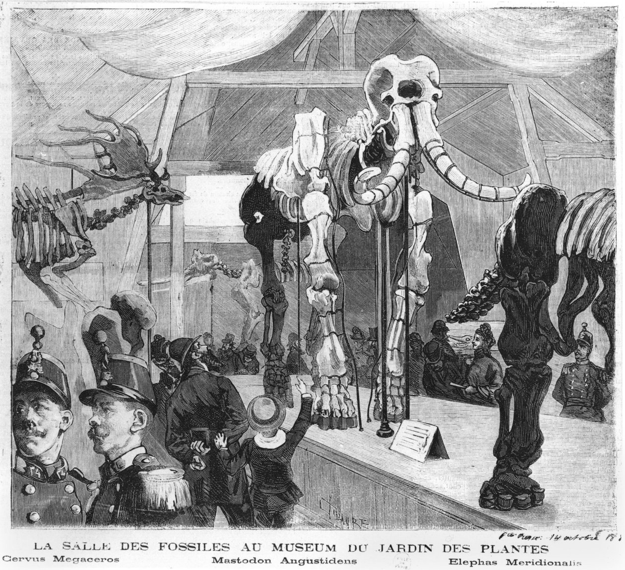 Fosilní místnost v Muzeu přírodní historie v Paříži, kolem roku 1880 od French School
