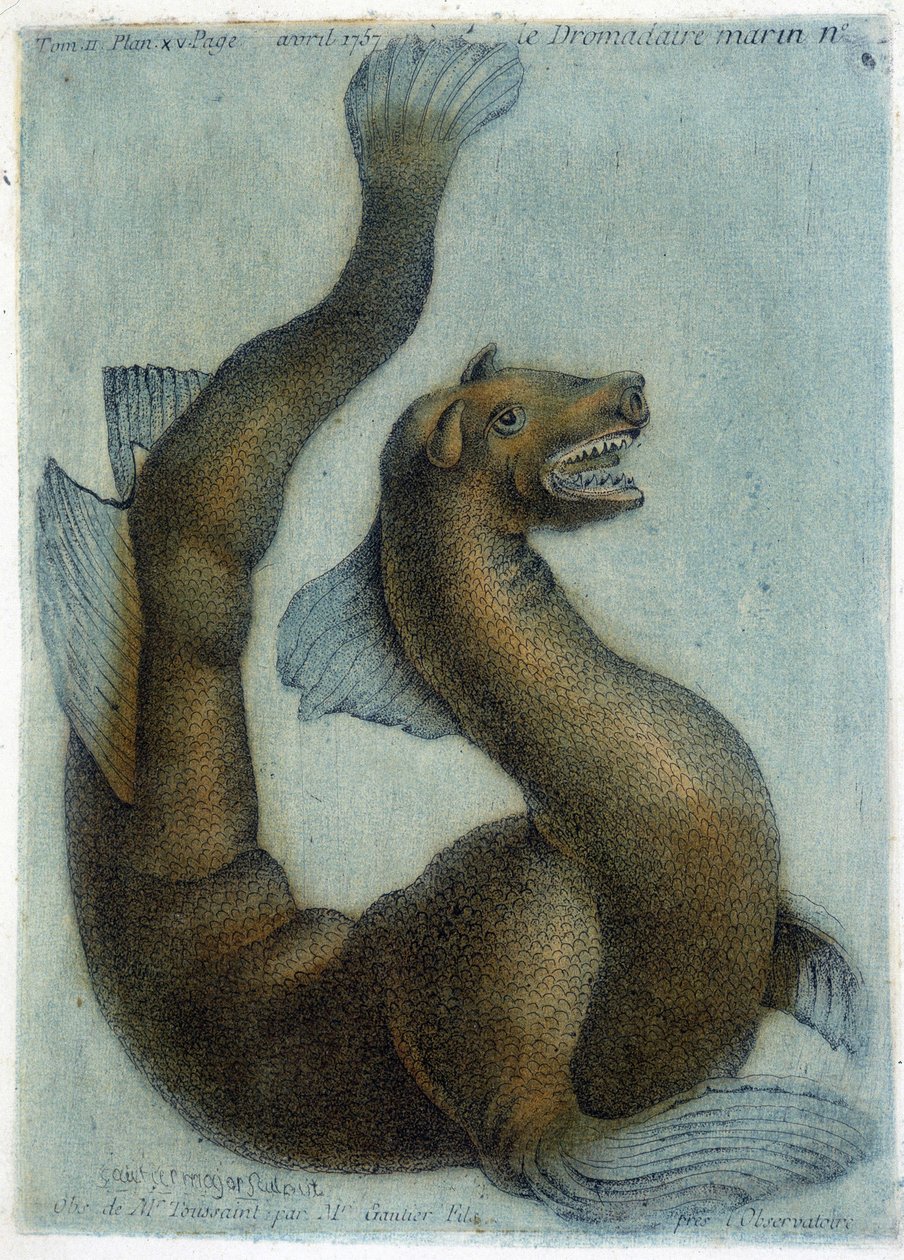 Mořský velbloud. Ilustrace M. Toussaint (1756) v „Periodická pozorování fyziky, přírodní historie a umění“. od French School