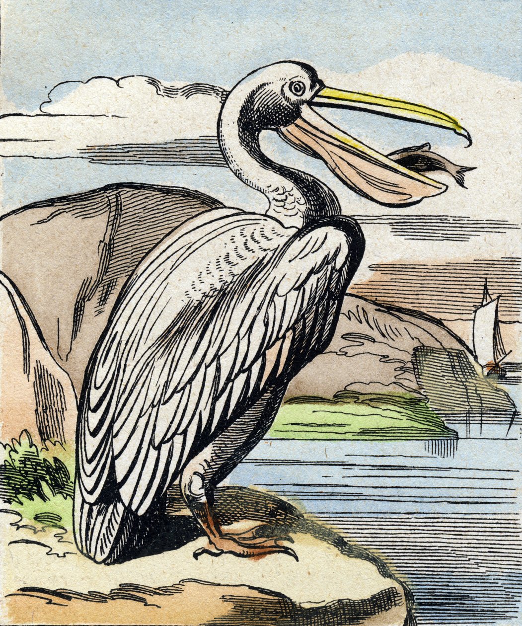 Pelikán. Rytina "Buffon Alphabet des Oiseaux n 1". 3. série N 1. Zobrazování Epinalu, Epinal, konec 19. století. 16 stran. Rozměr: 28 x 21 cm od French School