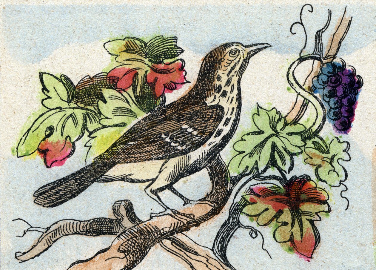 Drozd. Rytina "Buffon Alphabet des Oiseaux n 1". 3. série N 1. Zobrazování Epinalu, Epinal, konec 19. století. 16 stran. Rozměr: 28 x 21 cm od French School