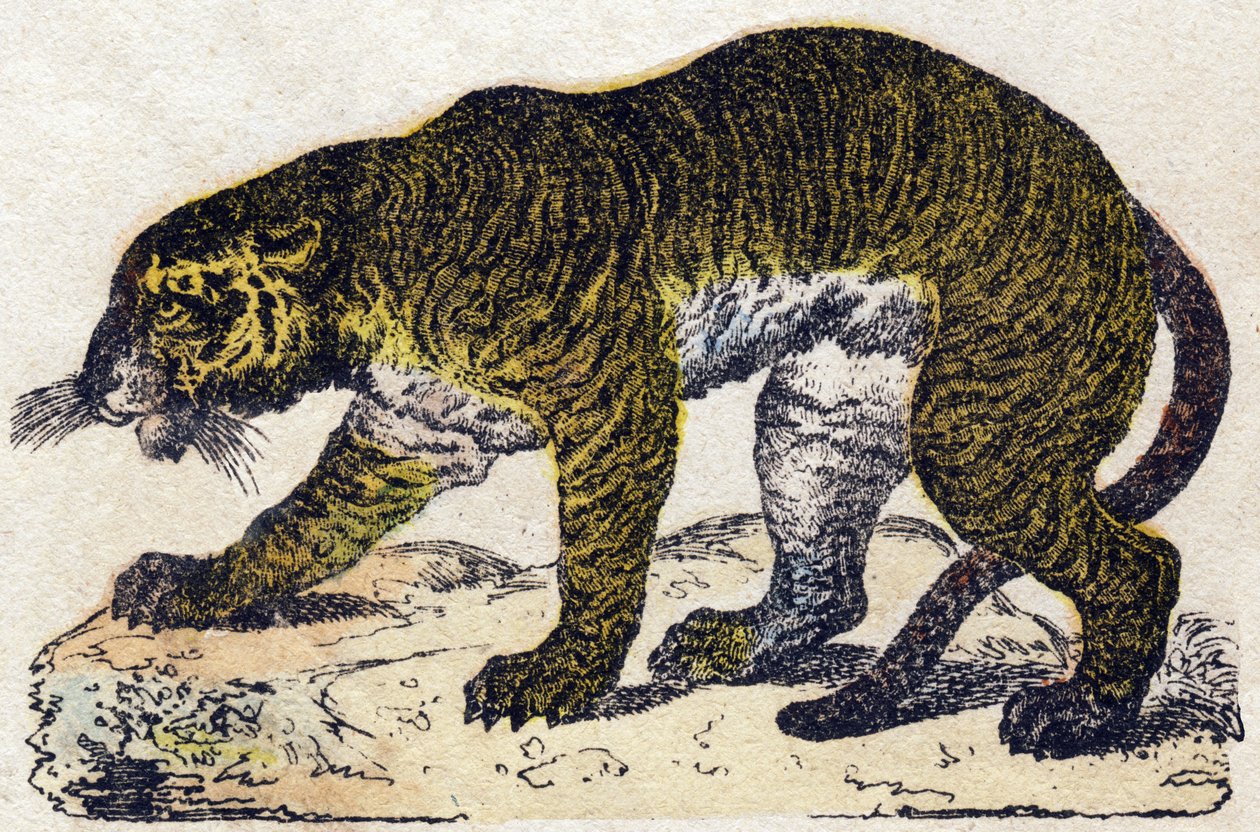 Tygr. Gravírování v „“Abeceda zvířat sauvages““. 9. série. Obrázky Epinal, Pellerin, tiskárna-nakladatel, kolem roku 1870. Rytiny na dřevě, šablona. 16 stran. Rozměr: 20 x 15 cm. Soukromá sbírka od French School