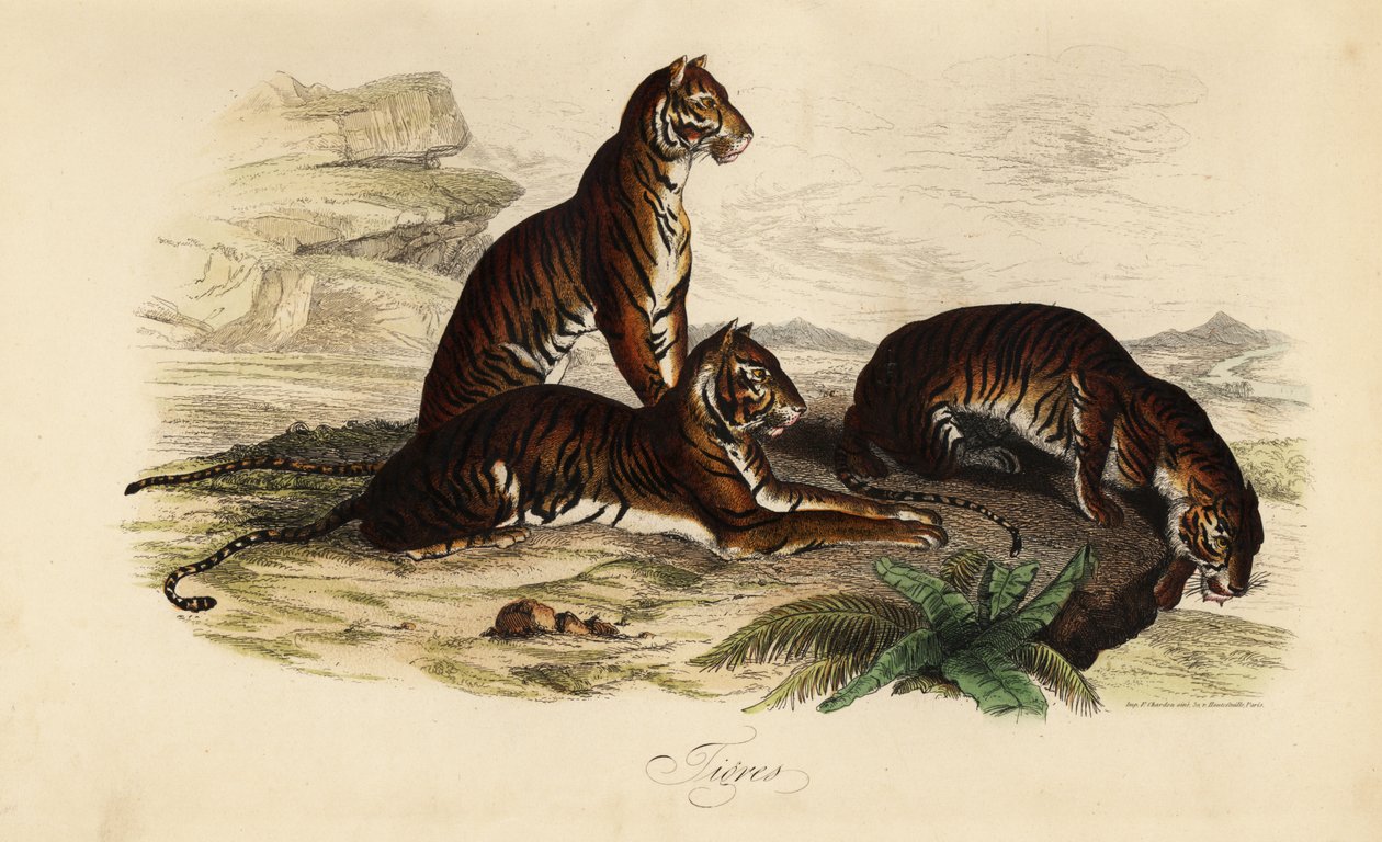 Tygr, Panthera tigris od French School