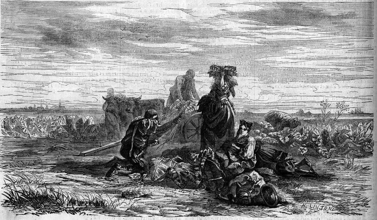 Pěstování tabáku: sklizeň. Rytina do „“ The Illustrated World““ č. 155 z 31. března od French School