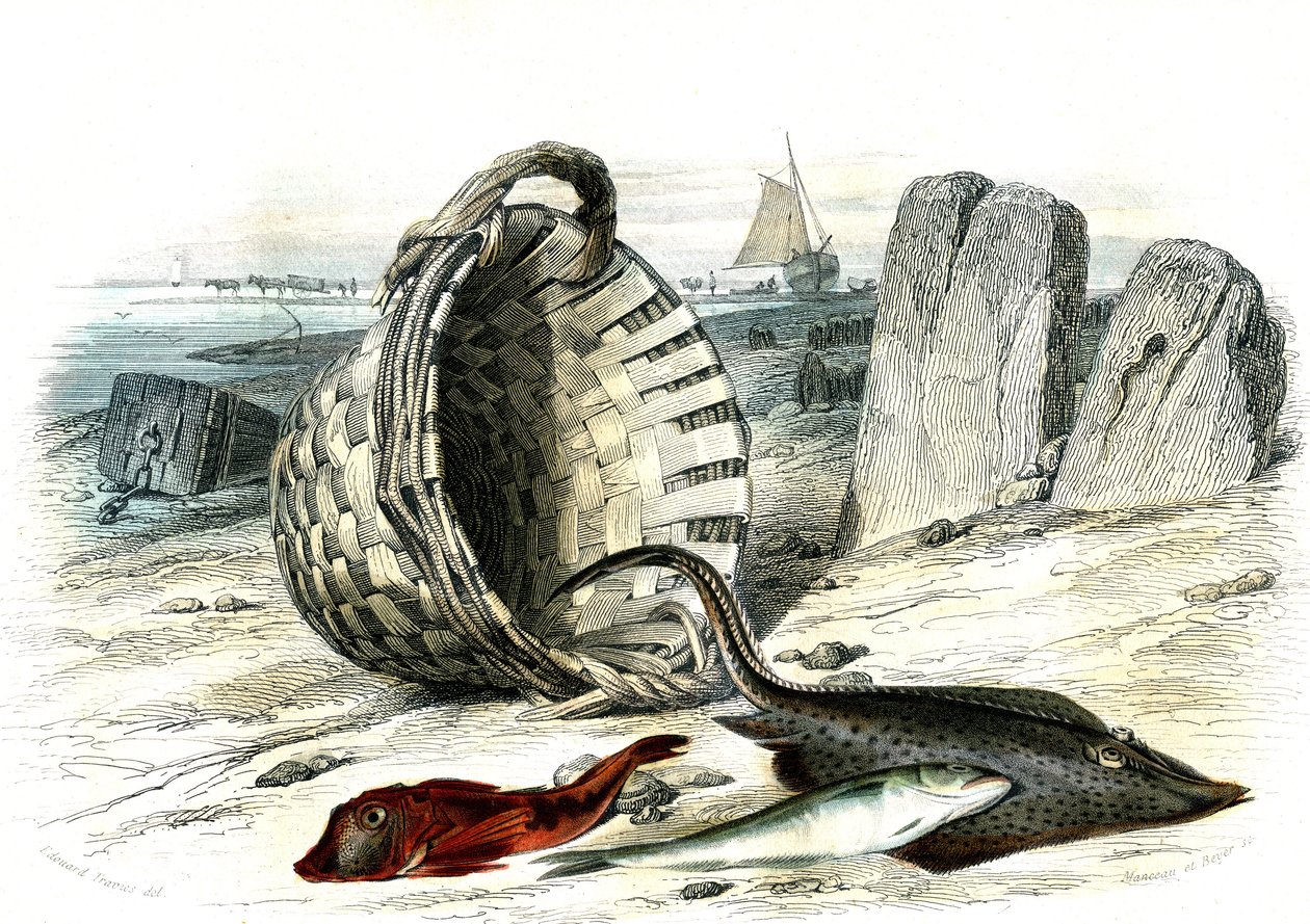 Trigle grondin (Trigle cuculus), treska bezvousá (merlangius merlangus), raie grondin (dipturus batis) - Deska extrahovaná z Histoire Naturelle od Bernarda Germaina de Lacepede (1856-1925), vydání P.Furme, Paříž od French School