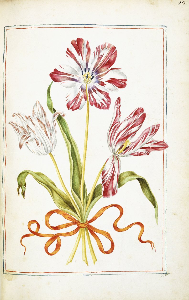 Tulipány, 18. století od French School