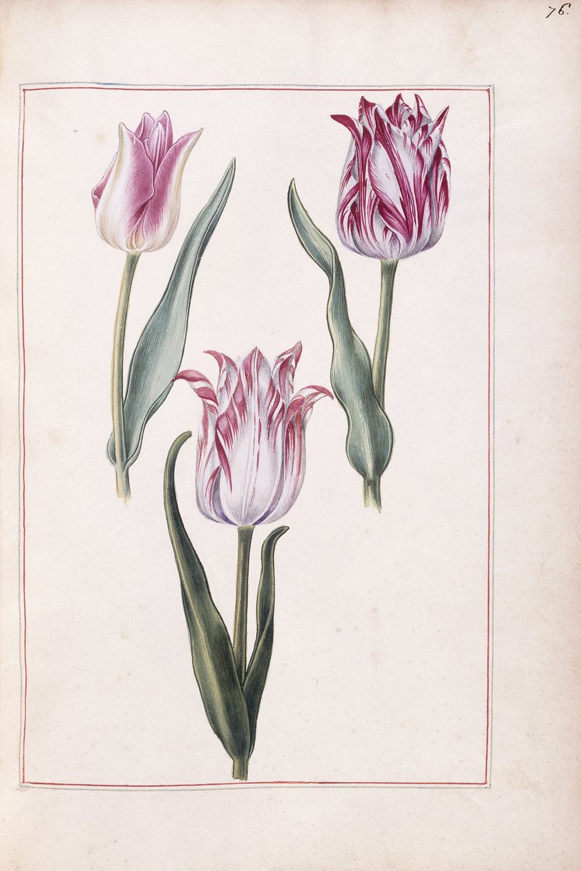 Tulipány, 18. století od French School