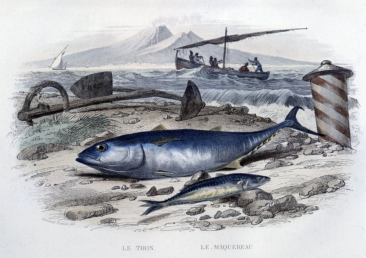 Tuna et mackereau - v “Histoire naturelle”” od Lacépède, T.II, ed. Furne et Cie, Paříž od French School