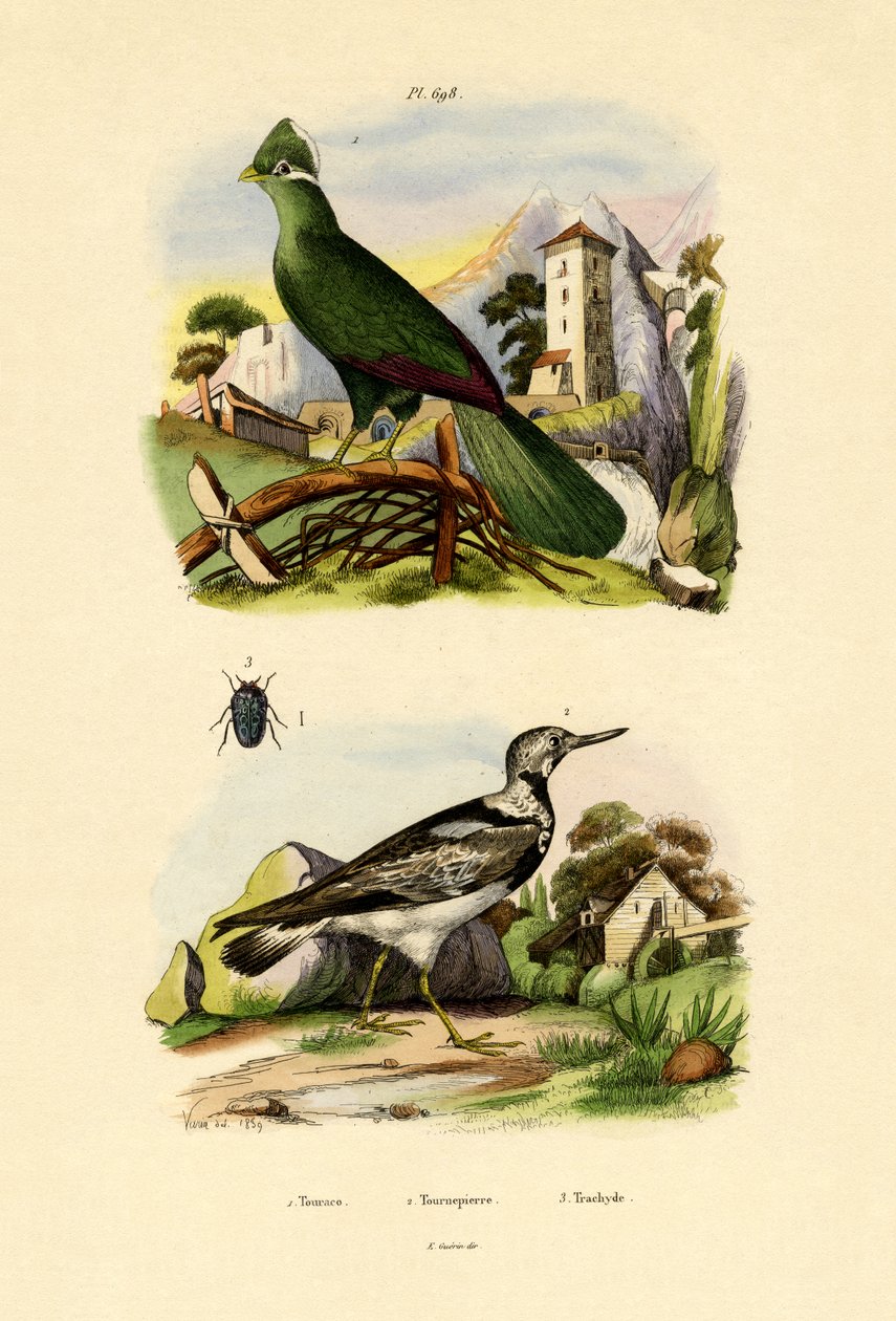 Turaco, 1833-39 od French School