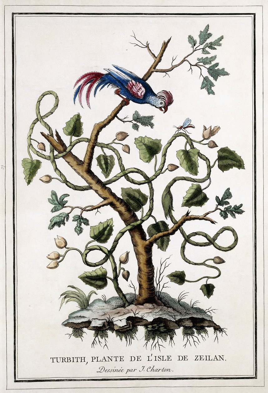 Turbith, rostlina z ostrova Zeilan, 1784 od French School