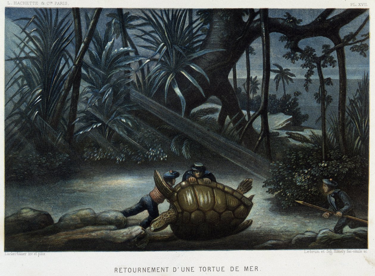 Želva mořské želvy - v „“ Le monde de la mer “ od Alfreda Fredola, Hachette, Paříž od French School