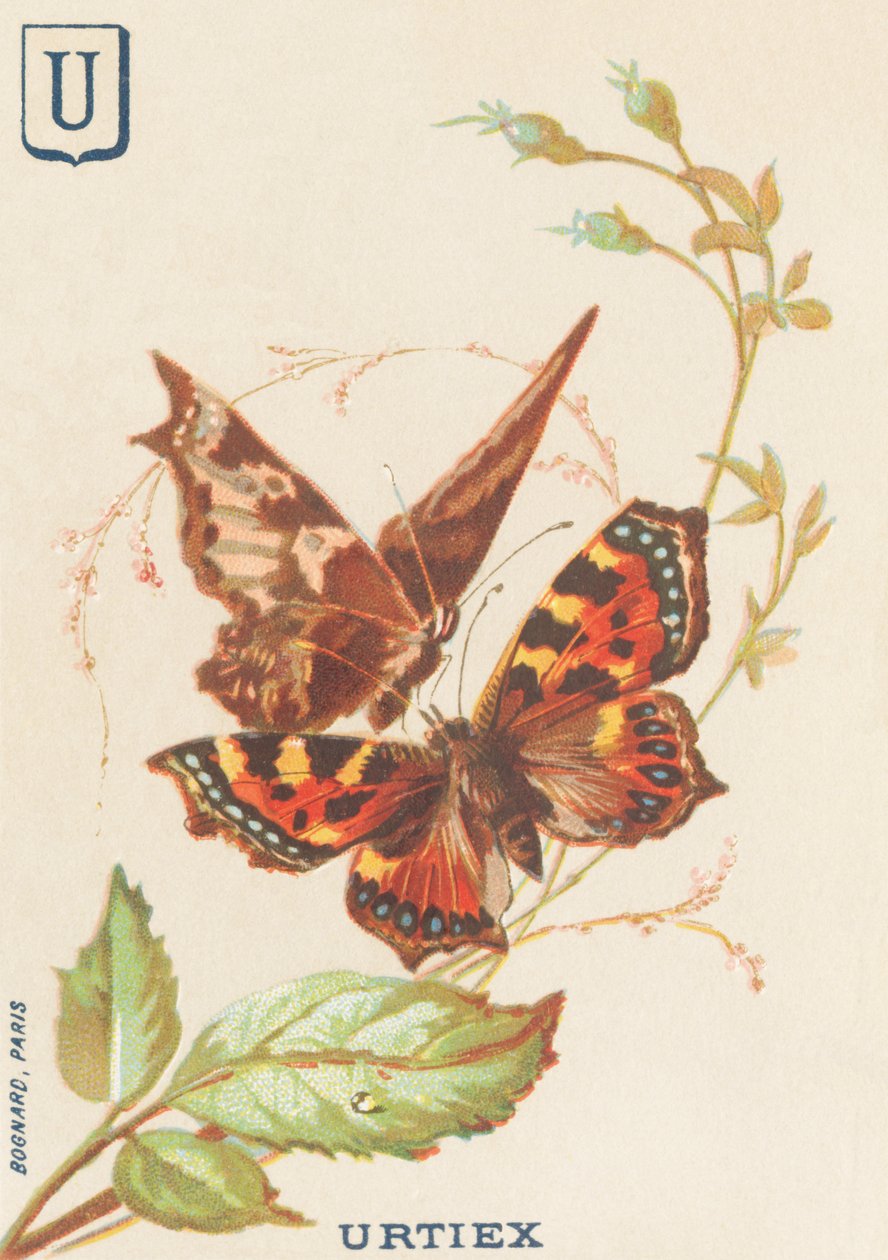 U: Urtiex (Aglais urticae nebo želva) od French School