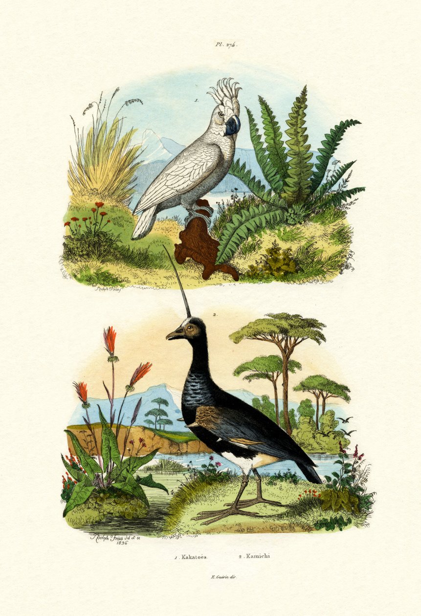 Kakadu deštníkový, 1833-39 od French School