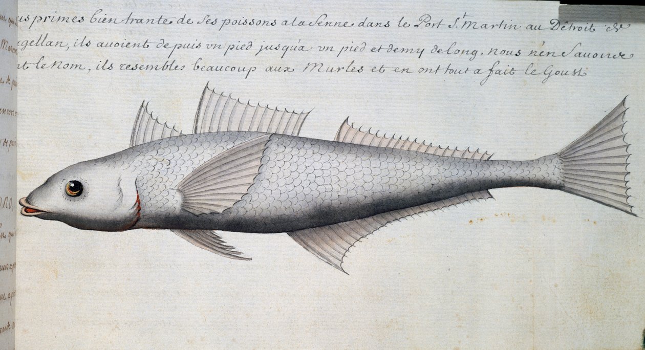 Neznámá ryba, Magellanův průliv, akvarel z lodního deníku Jacques Gouin de Beauchesne (1652-1730), kapitán Compagnie royale de la Mer du Sud, od roku 1698 do roku 1701, Francie od French School
