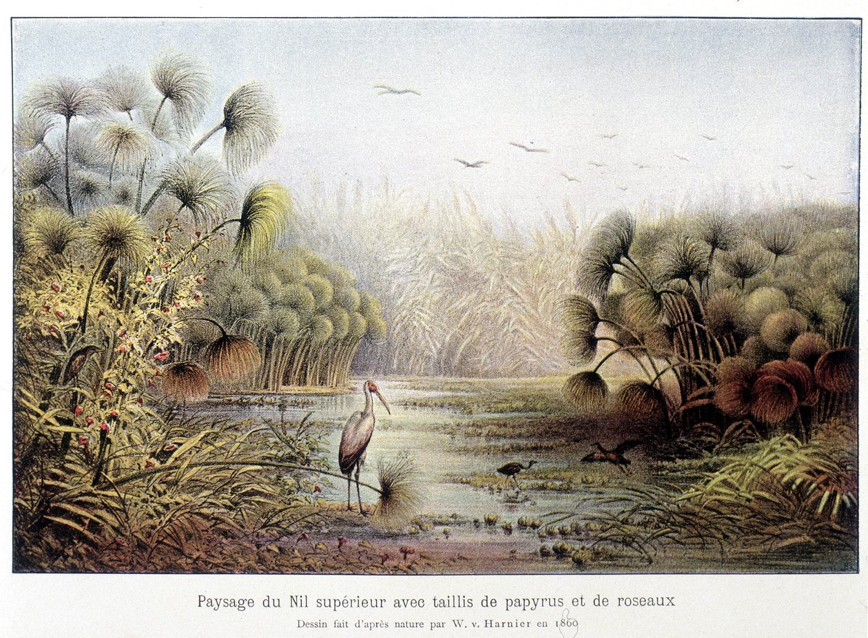 Průchod horním Nilem s papyrem a rákosovým porostem. od French School