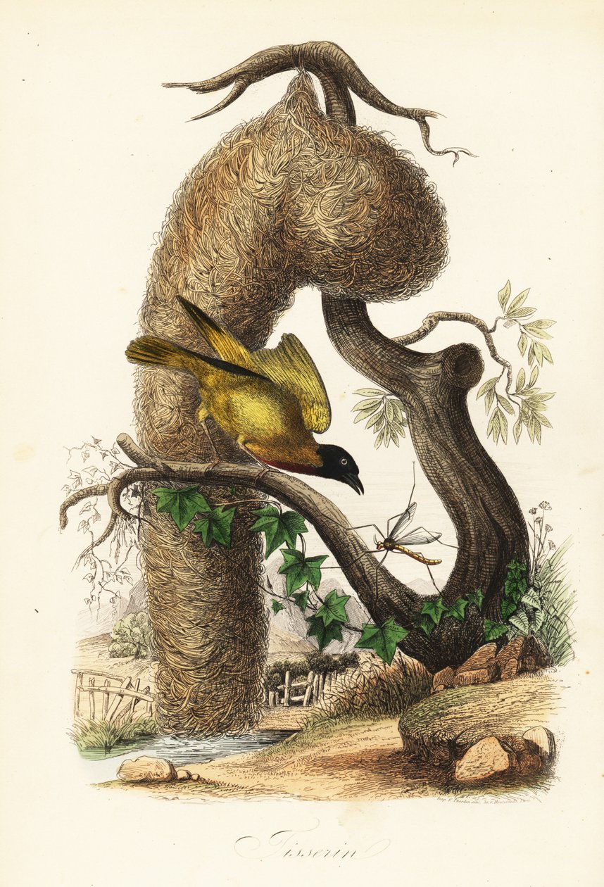 Vesnický snovač, Ploceus cucullatus, s hnízdem tkané trávy od French School