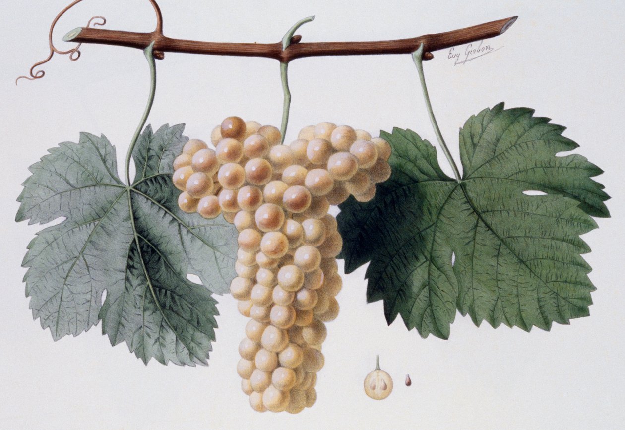 Odrůda révy vinné Viognier, Viogne