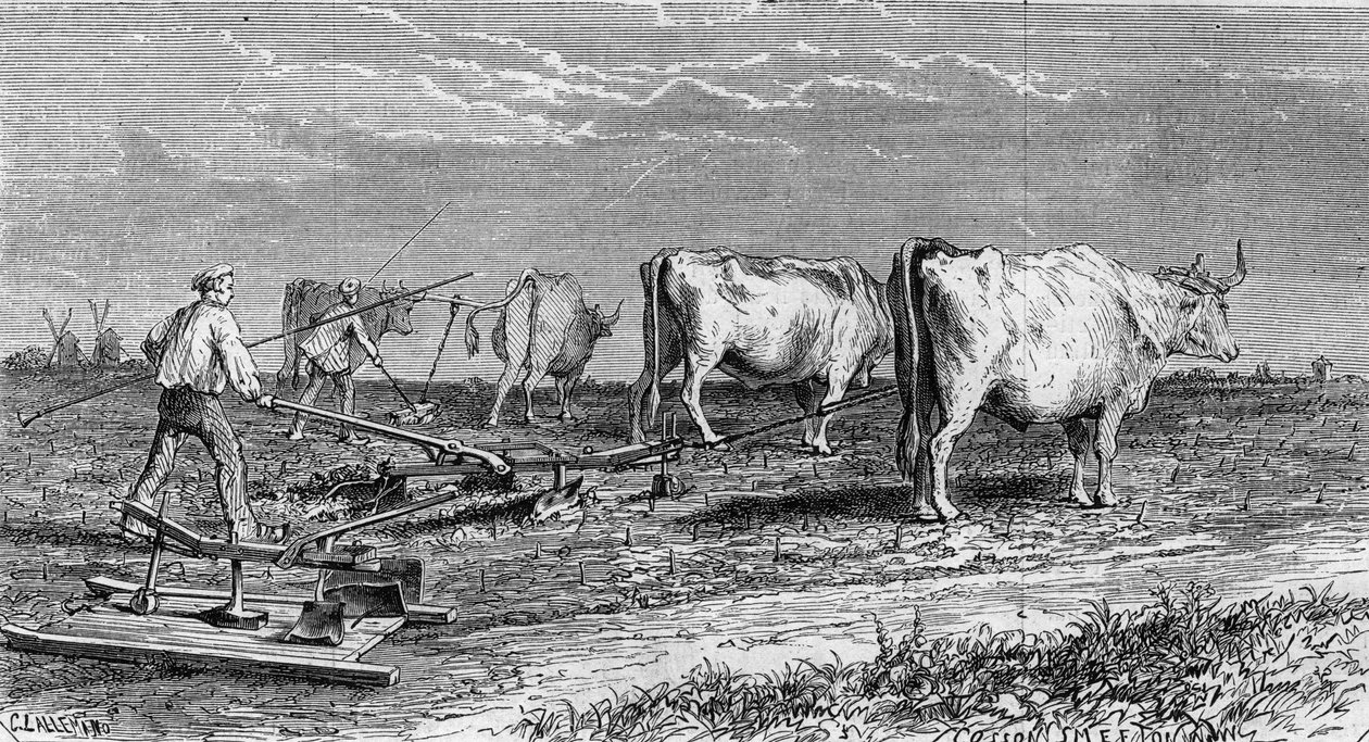 Vinařství v Medoku: orání vinic díky pluhu taženému voly. Rytina v „“ Le Monde Illustré““ č. 561 z 11. ledna 1868. od French School