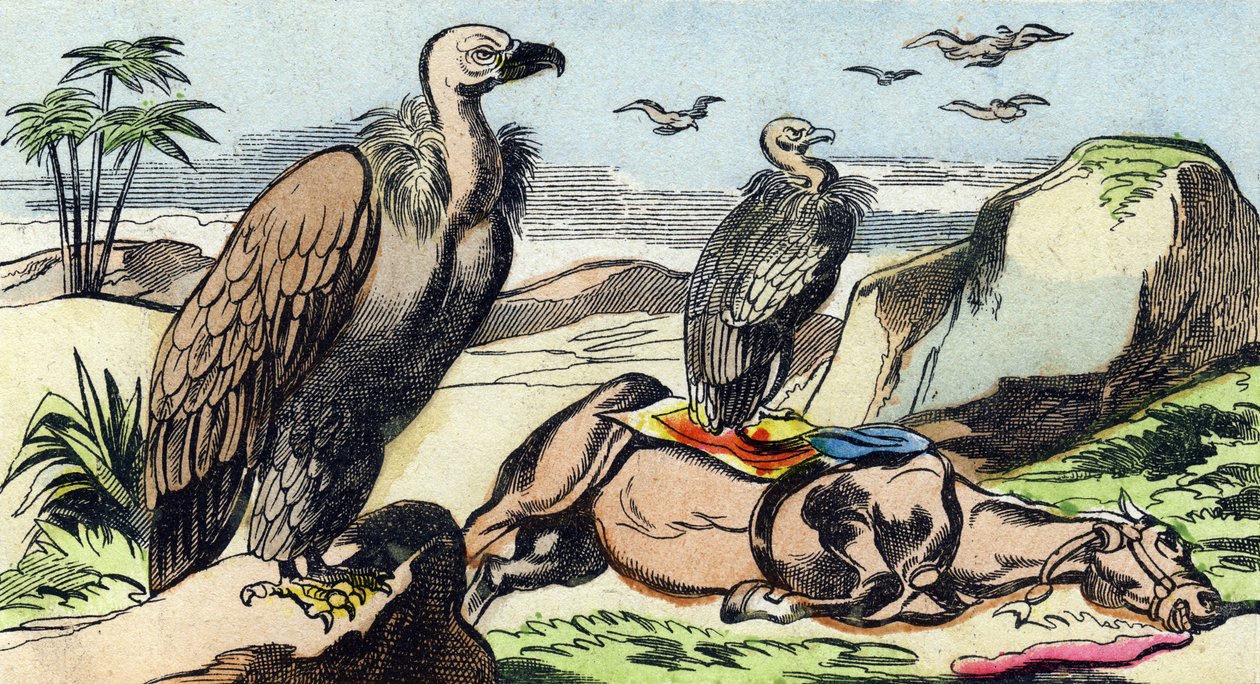 Supi. Rytina "Buffon Alphabet des Oiseaux n 1". 3. série N 1. Zobrazování Epinalu, Epinal, konec 19. století. 16 stran. Rozměr: 28 x 21 cm od French School