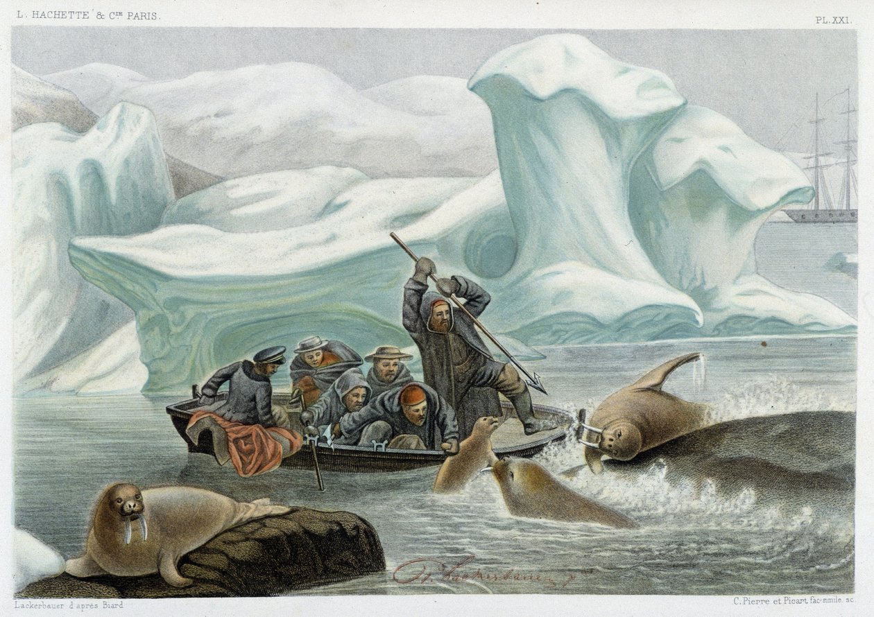 Lov na mrože – v „“ Le monde de la mer “ od Alfreda Fredola, Hachette, Paříž od French School