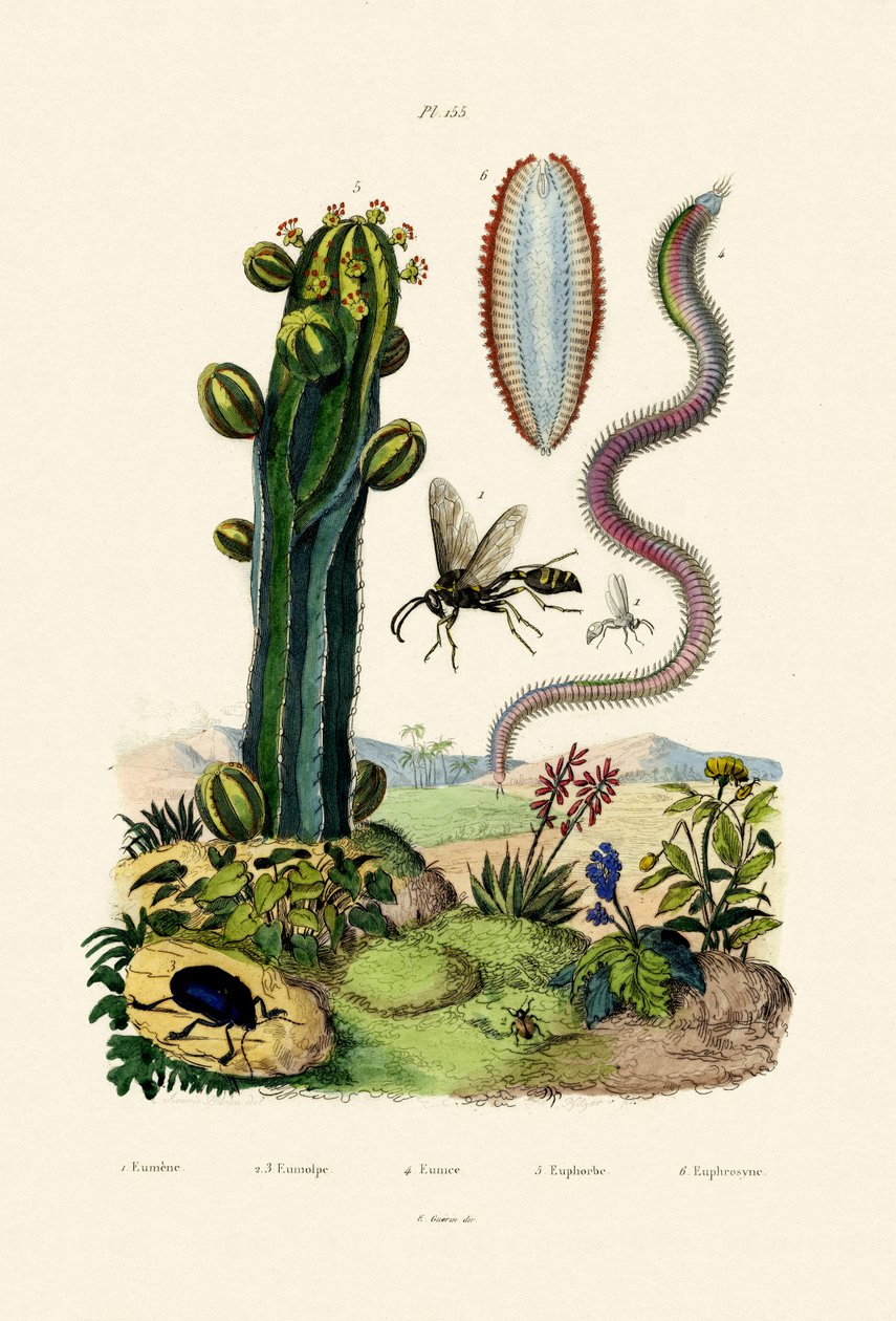 Vosa, 1833-39 od French School