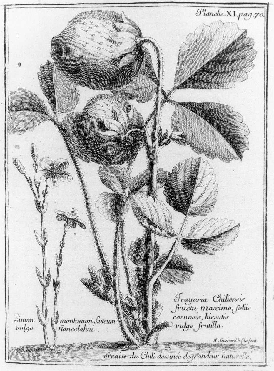 West Coast Pine Strawberry, od vztahu plavby jižním mořem k Cotes of Chily a Peru 1712-16 od A.F. Freziera, publikoval 1716 od French School