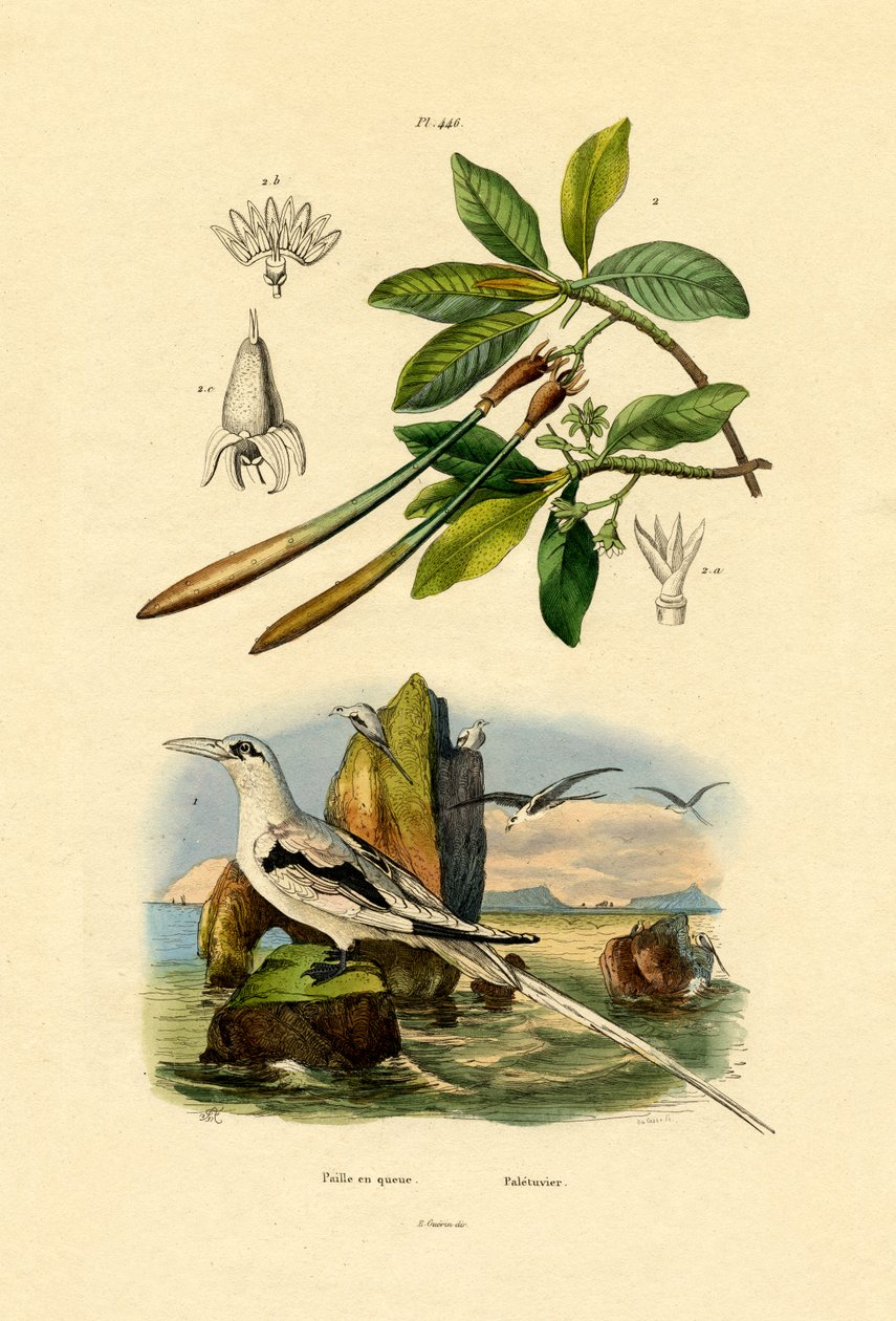 Tropicbird běloocasý, 1833-39 od French School