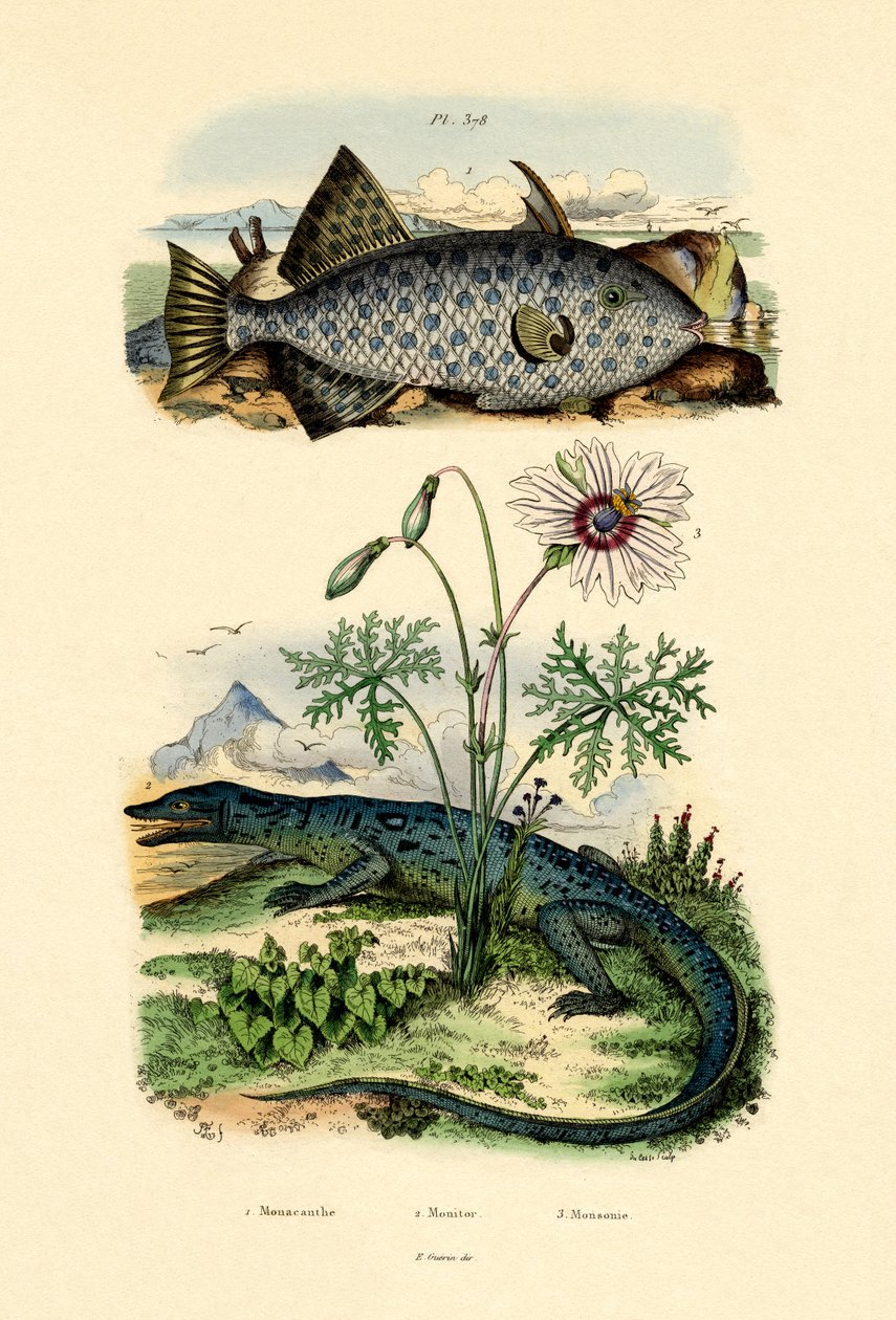 Filefish běloskvrnný, 1833-39 od French School