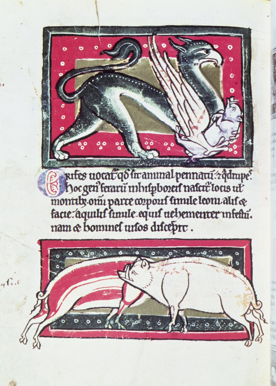 Divočák a grifonek, miniatura ze Saltykowchsh Edrin Bestiary od French School