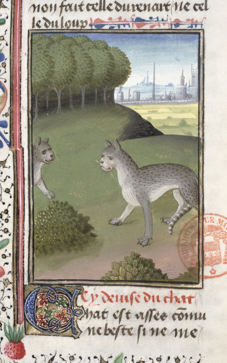 Divoké kočky, z knihy Livre de la Chasse od Gastona Phebuse de Foix (1331-91) od French School