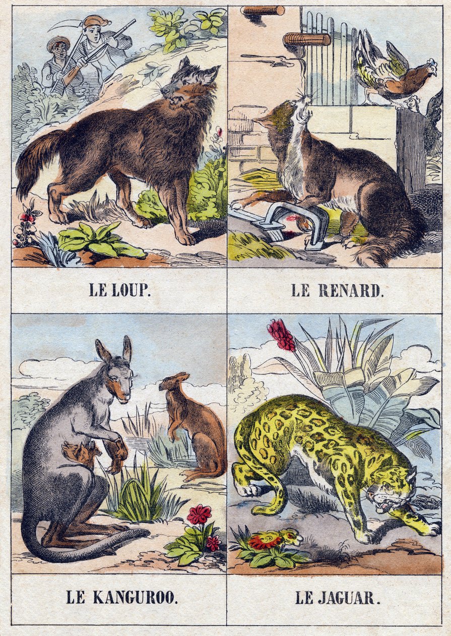 Vlk; Liška; Klokan ; Jaguár. Rytina v „Buffon Alphabet des Animaux". 3. série N 1. Imaging of Epinal, Epinal, konec 19. století. 16 stran. Rozměr: 28x21cm od French School