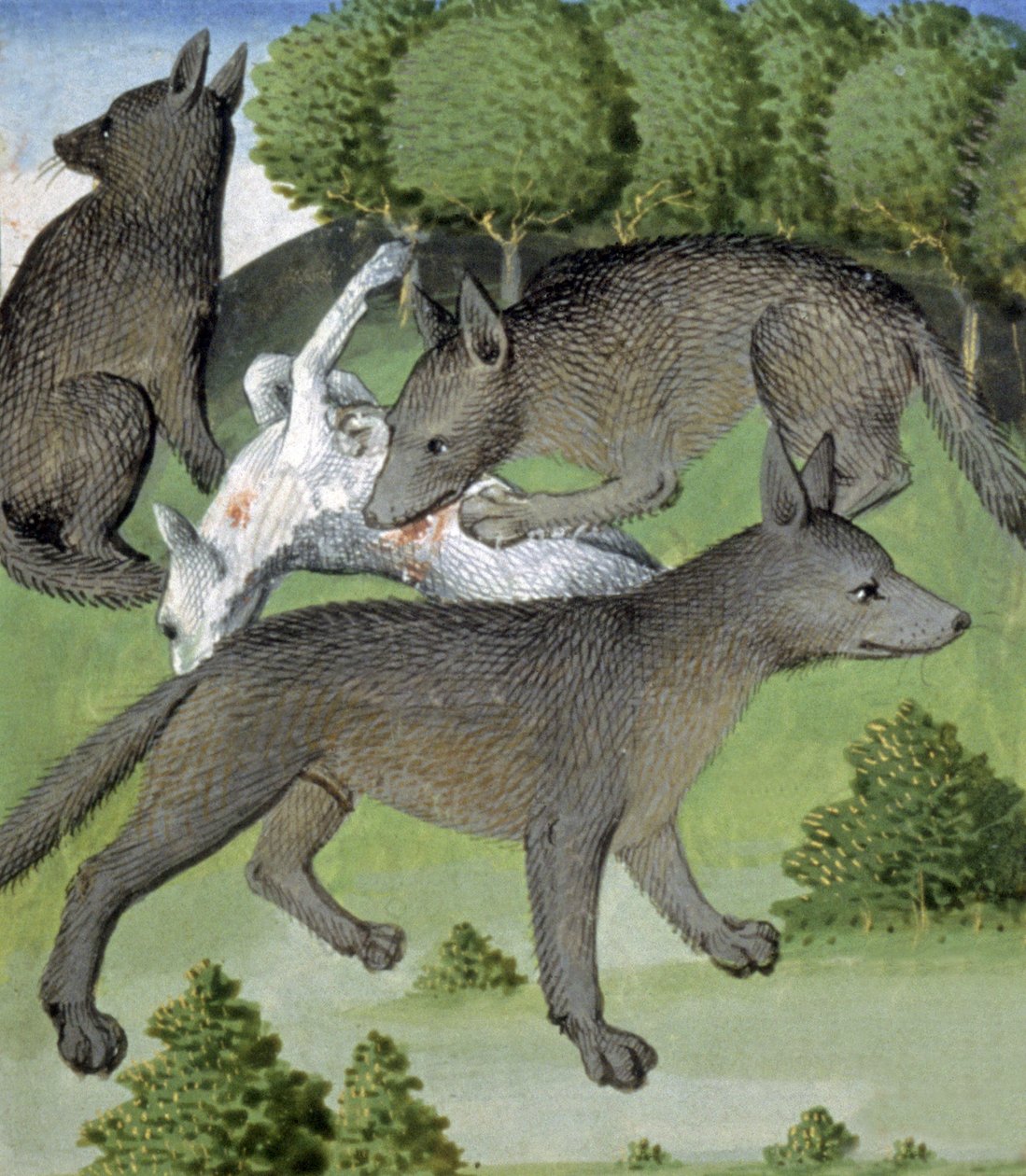 vlci od French School