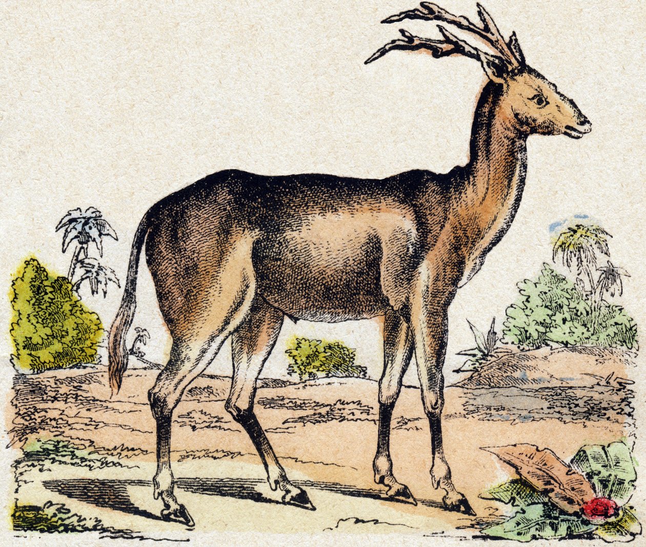 Xantarus. Gravírování v „“Abeceda zvířat sauvages““. 9. série. Obrázky Epinal, Pellerin, tiskárna-nakladatel, kolem roku 1870. Rytiny na dřevě, šablona. 16 stran. Rozměr: 20 x 15 cm. Soukromá sbírka od French School
