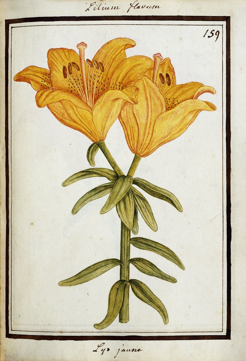 Žlutá lilie, kolem 1700 od French School