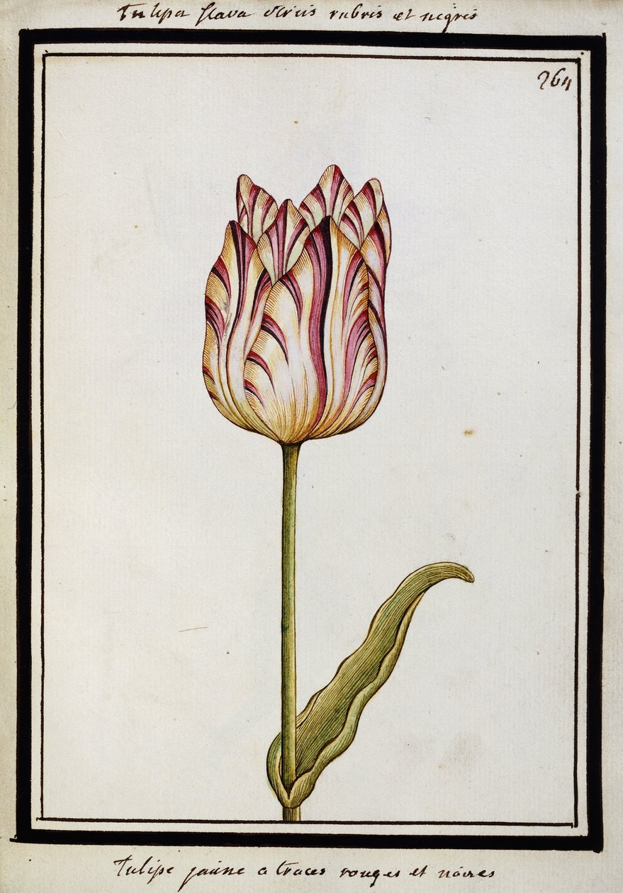Žlutý tulipán s červenými a černými pruhy, cca 1700 od French School