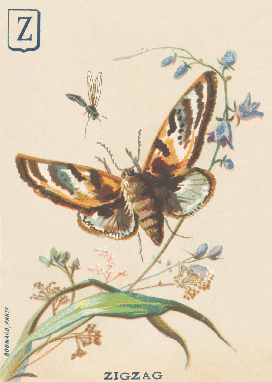 Z: Cikcak (Lymantria dispar nebo disparate Bombyx) od French School