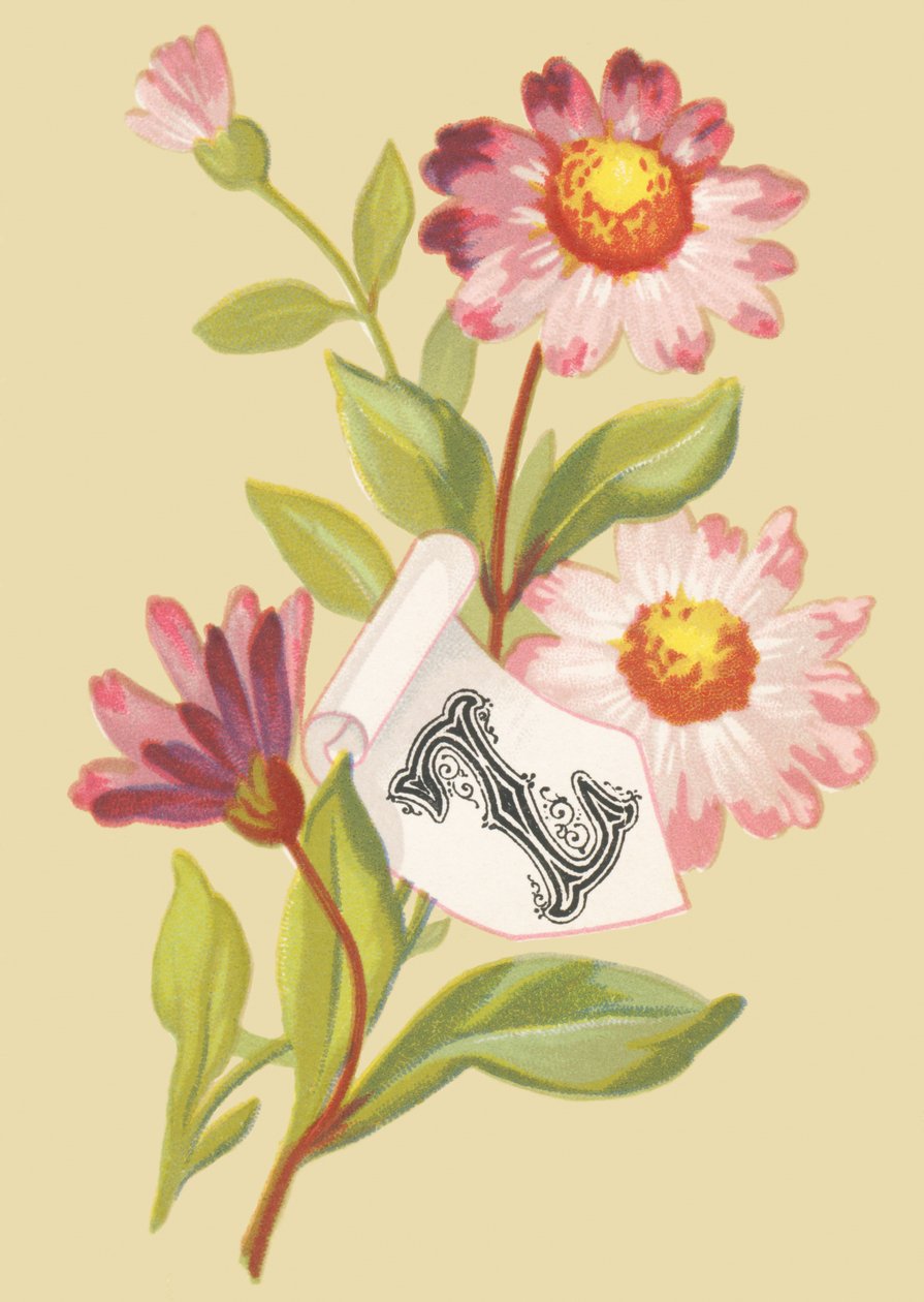 Z: Zinnia - Falešné vločky od French School