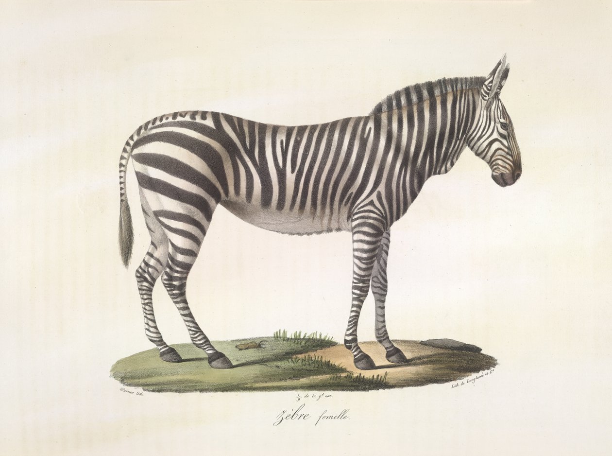 Žena zebra. Samice zebry, z přírodní historie savců (barva litho) od French School