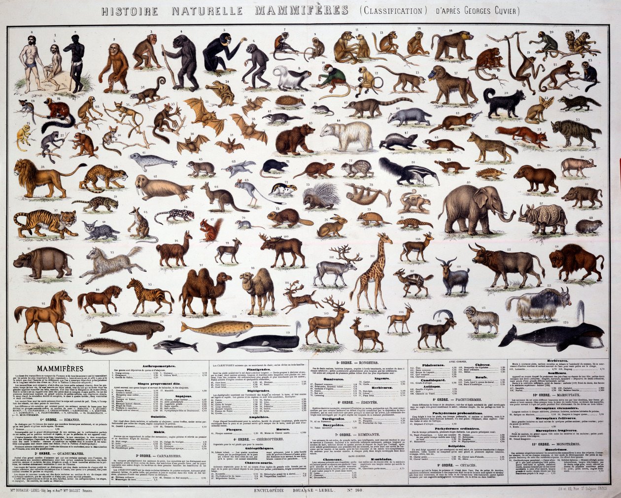 Zoologie: klasifikace savců podle francouzského biologa Georgese Cuviera (1769-1832). Přírodovědná rada od French School