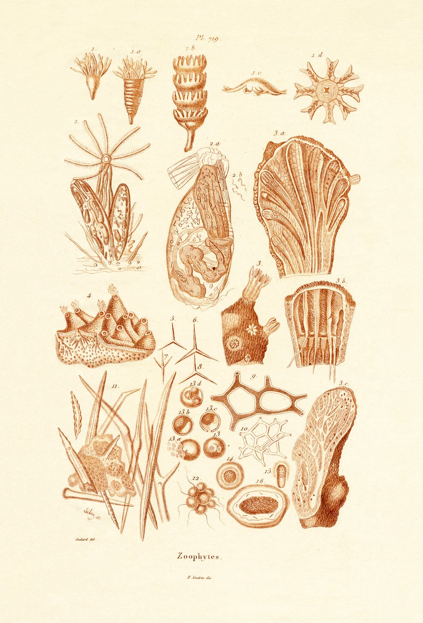 Zoofyti, 1833-39 od French School