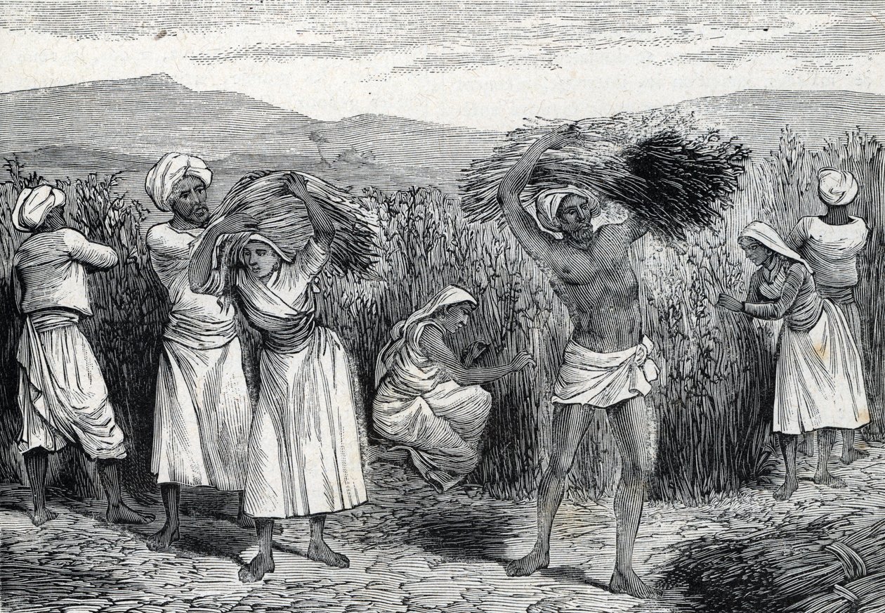 obyčejný smilax nebo sarsaparille nebo sklizeň svlačec v Peru (rytina) 1888 od French School