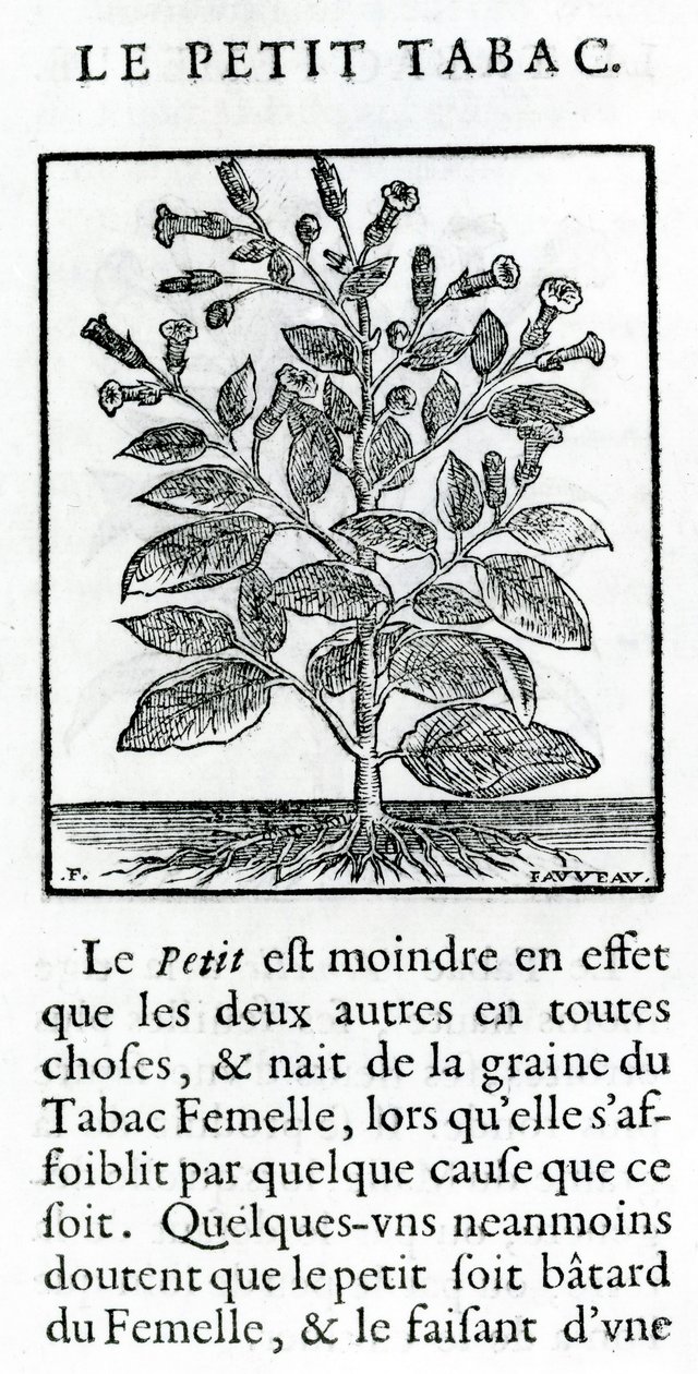 Malý tabák, ilustrace z diskurzu o tabáku od Jean Le Royer de Prade, 1671 od French School