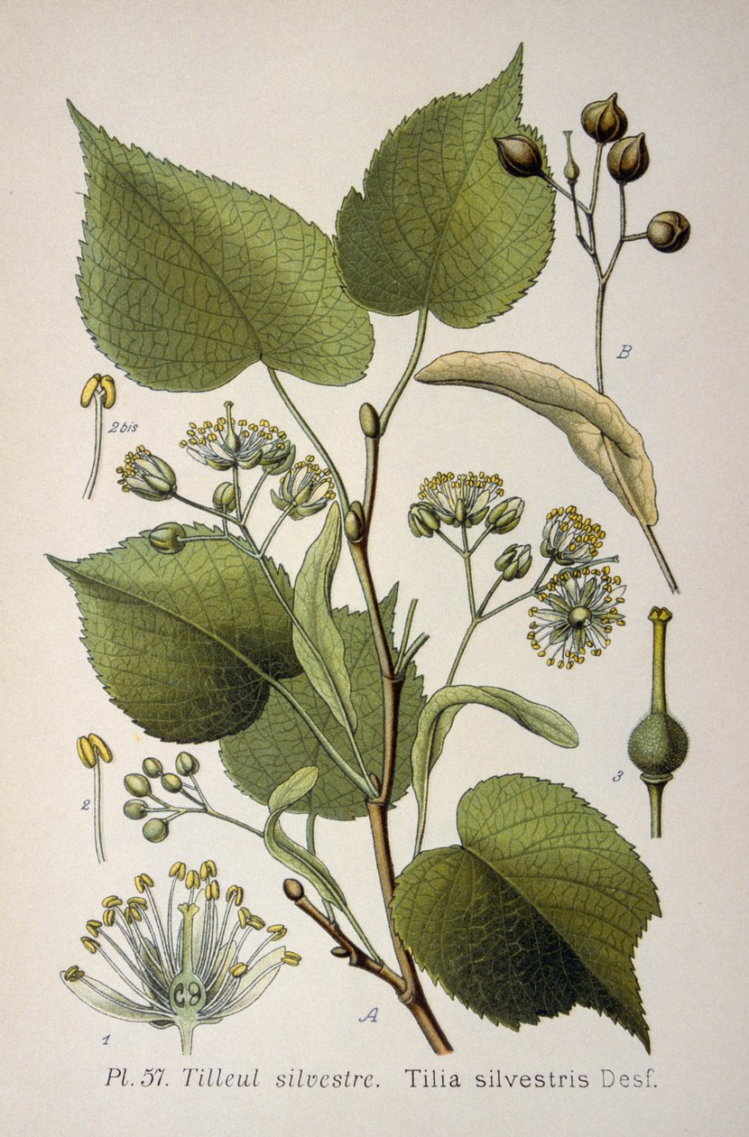 listy "Tilia Silvestris", rodu stromů od French School