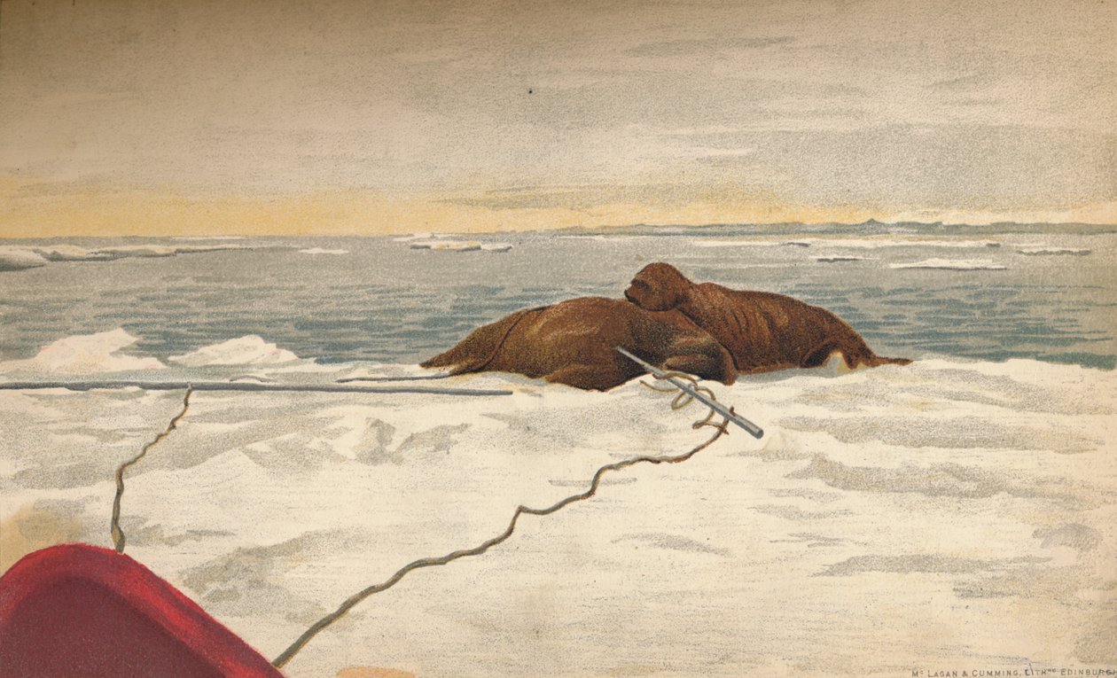 Mroži zabiti u východního pobřeží poloostrova Taimyr, 12. září 1893, 1897 od Fridtjof Nansen