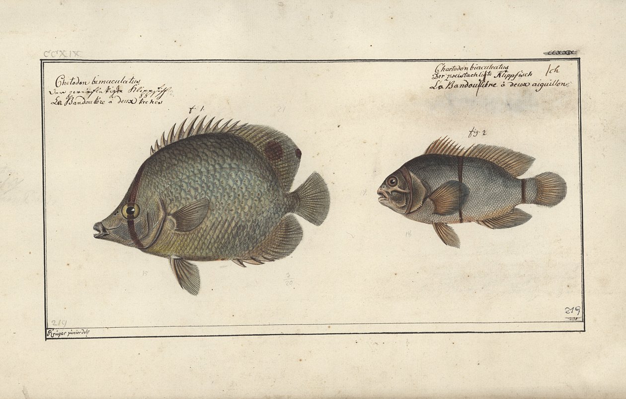 Chaetodon ocellatus, před rokem 1790 od Friedrich August Kruger