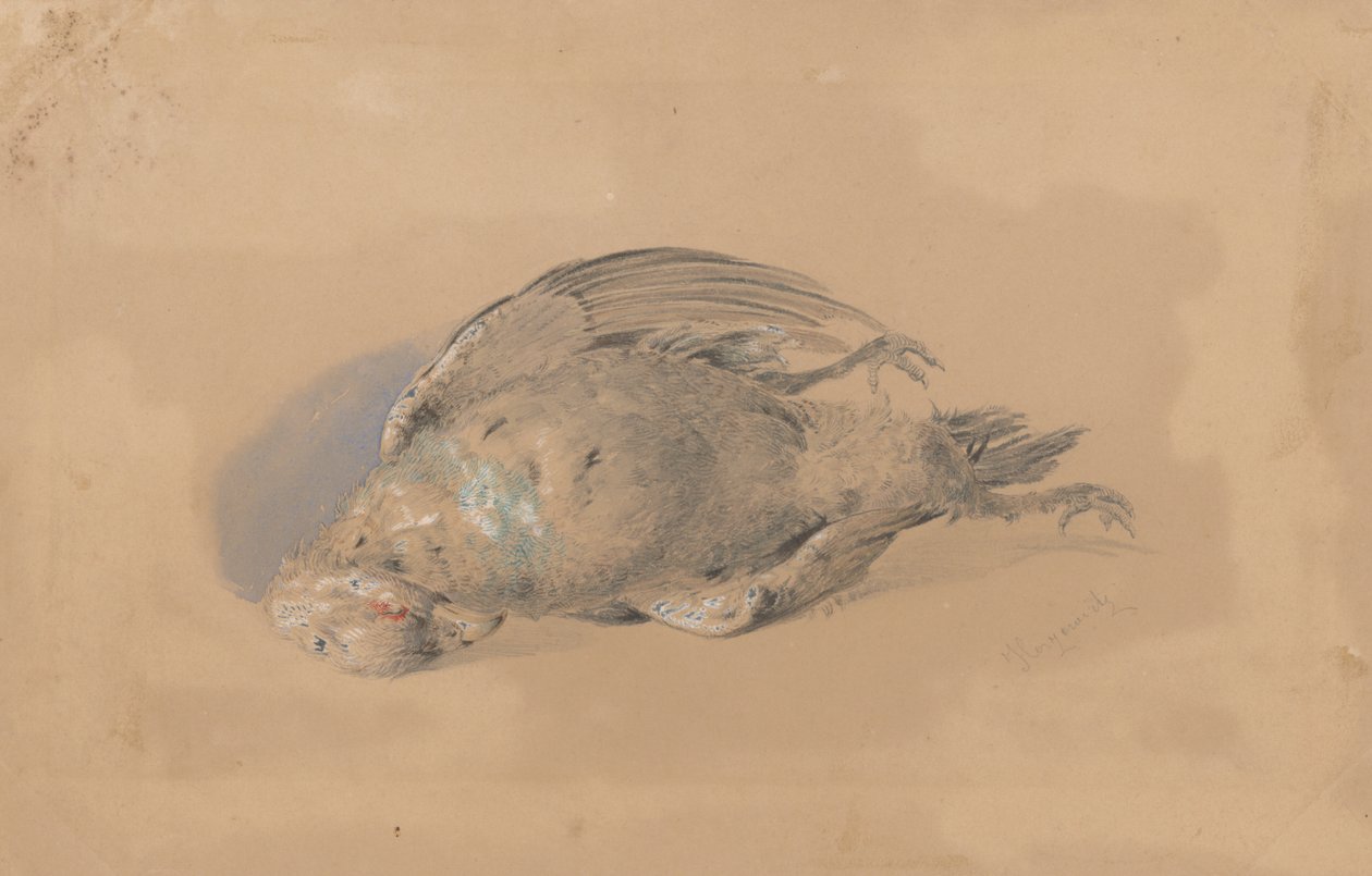 Mrtvý tetřev od Friedrich Carl von Scheidlin