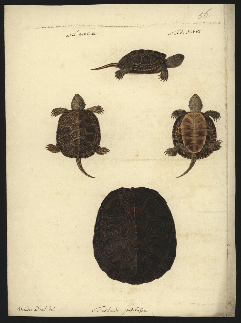 Emys orbicularis, před rokem 1801 od Friedrich Wilhelm Wunder