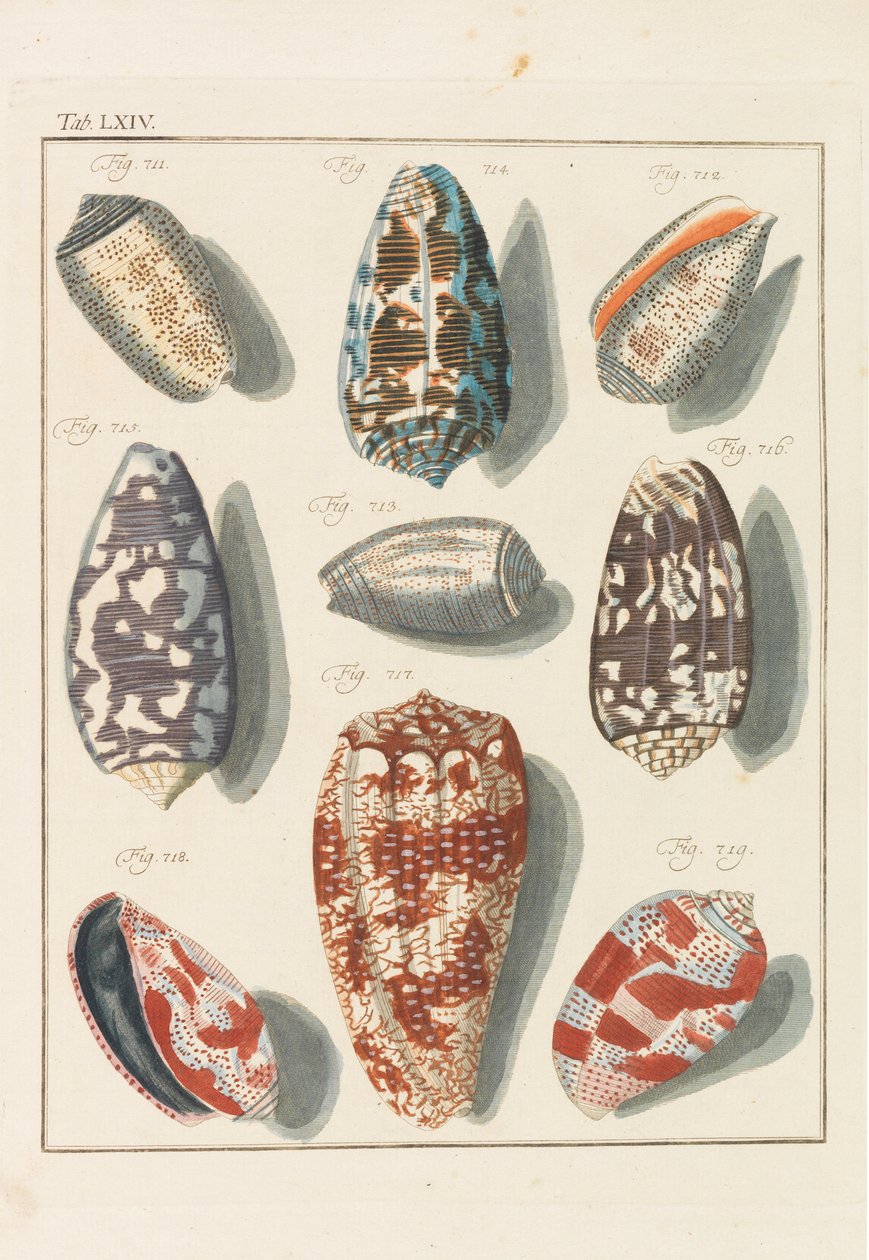 Nový systematický kabinet conchylia, 1768. od Friedrich Heinrich Wilhelm Martini