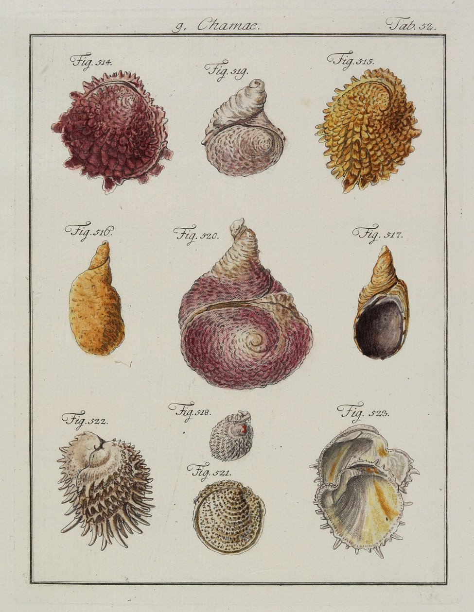 Mořské mušle: Chamae, Pinnae, z Neues systematisches Conchylien-Cabinet, 1784 (ručně kolorovaný lept a rytina) od Friedrich Heinrich Wilhelm Martini